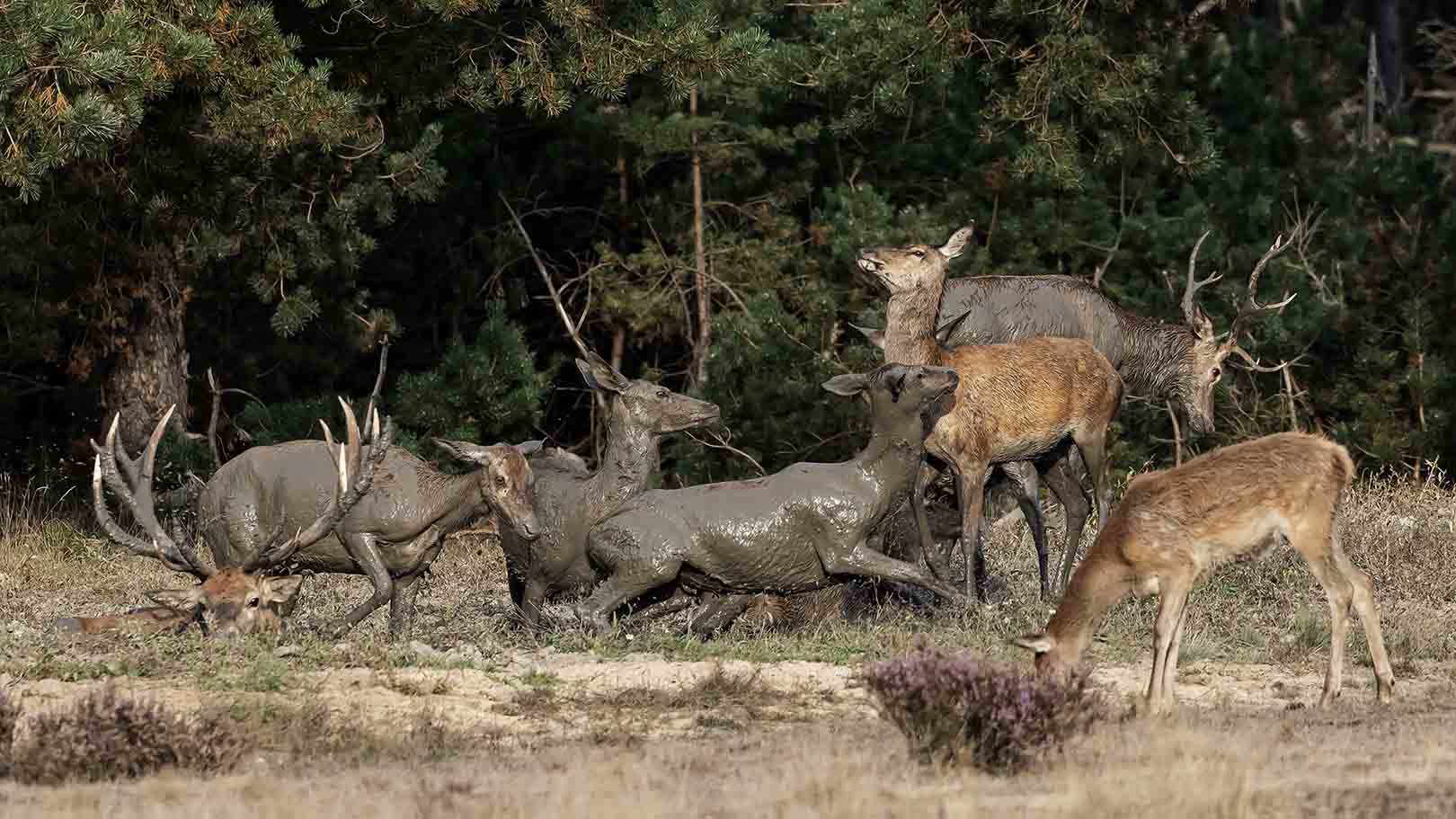 Modderbad Edelherten 2