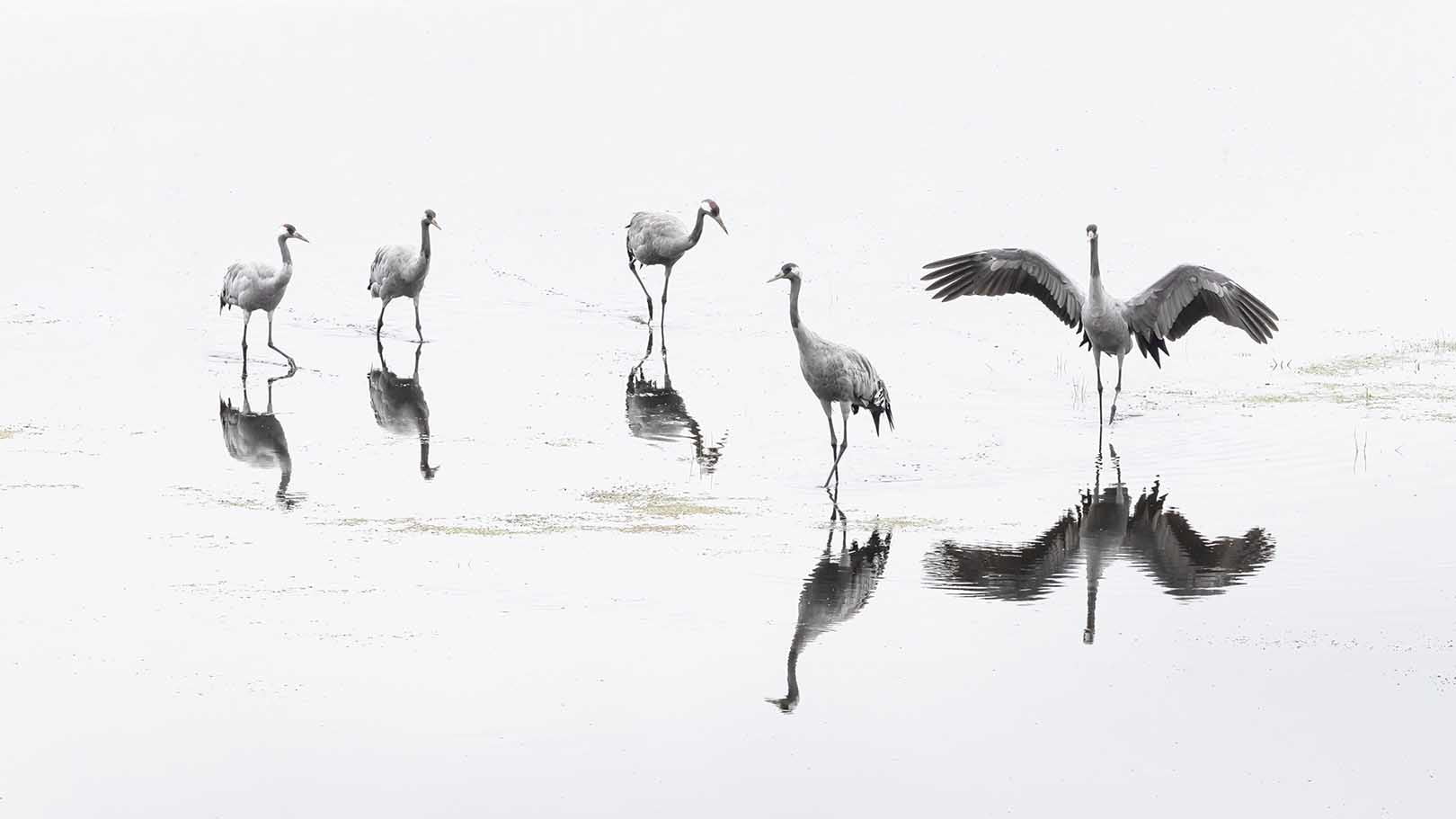 Kraanvogels