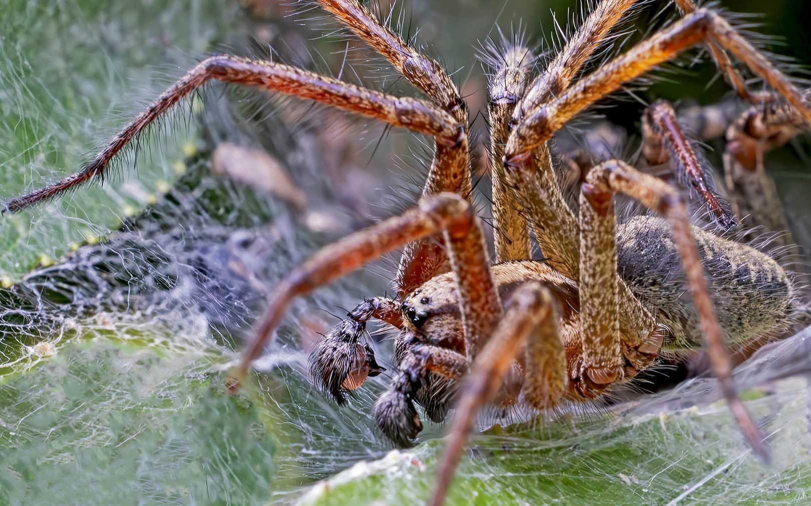 Close-up van Spin in Web