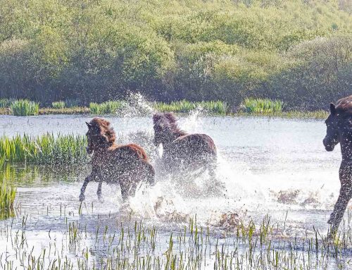 Exmoorpony”s
